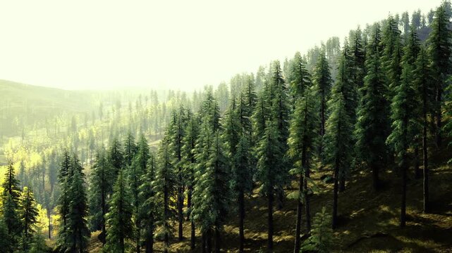 Golden norwegian spruce slope under light, soft backlight filtering through tall evergreens, layered ridges fading into pale haze, textured forest floor