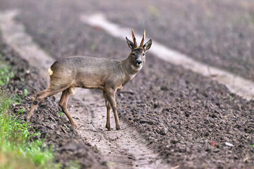 roe deer buck looking at you © Duvekot Fotografie