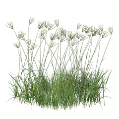 grass and flowers/Ultra-sharp isolated green grass with elegant seed heads. High-resolution botanical element for realistic architectural visualization and landscape design.