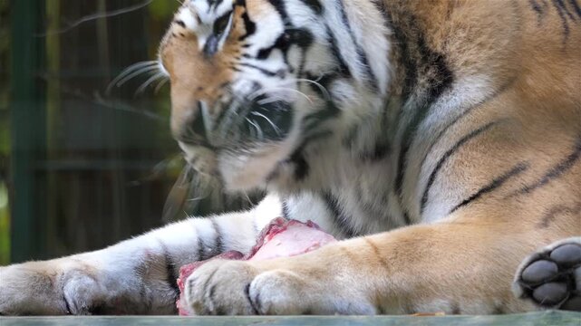 The Siberian tiger eats raw meat. Wild animals in captivity