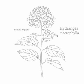 Illustration of hydrangea macrophylla with large flower clusters and broad leaves
