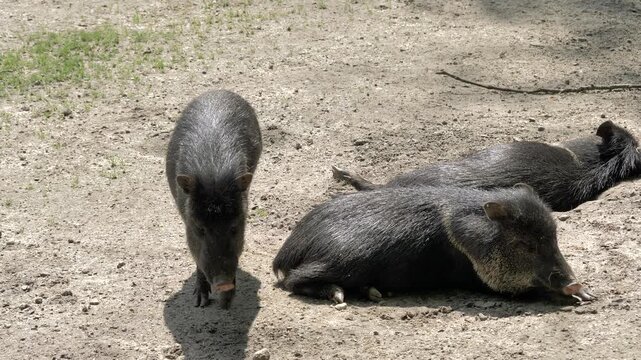 A peccary also known as javelina or skunk pig