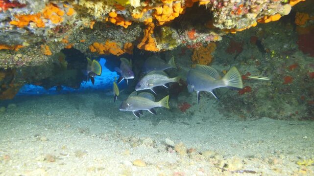 Sciaena umbra brown meagre corp fish hiding rocks croaker underwater in cave swim underwater scenery mediterranean