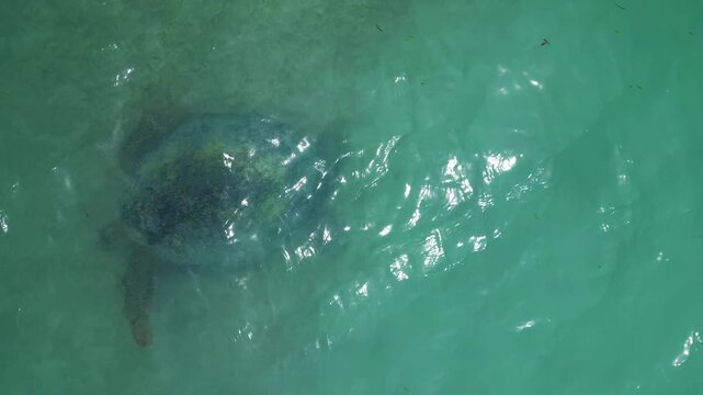 Sea turtle swimming in polluted ocean water with plastic waste and debris. Concept of environmental problem, plastic pollution, and marine life. Smooth aerial view overflight flyover drone