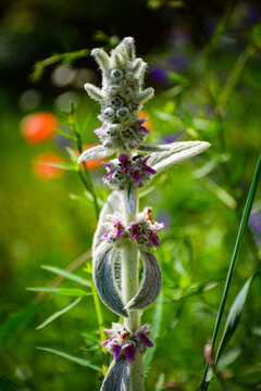 Lamb's Ear plant with purple blossoms. Great for botanical guides, gardening blogs, or textures. This detailed floral image highlights unique silver foliage in a sunlit garden