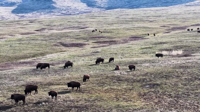 Aerial view of a herd of bison grazing across rolling grassland terrain with open plains and hills in Montana