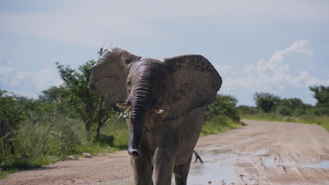 African bush elephant aggressively charging and splashing muddy water in Etosha National Park, displaying dominance with a trunk trumpet in savanna wildlife