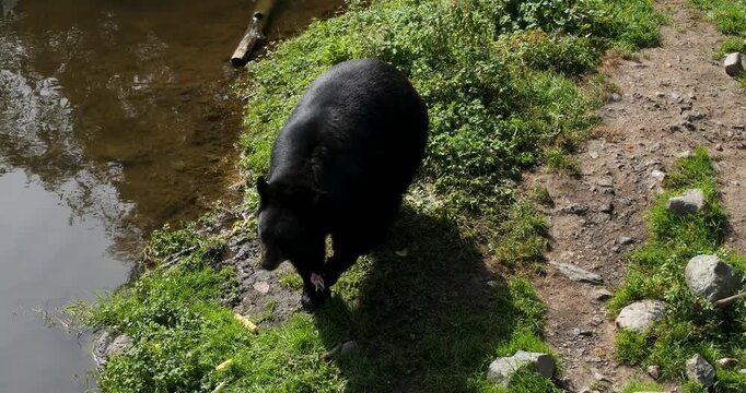 American Black Bear (Ursus Americanus) eating by the riverbank, Alaska.