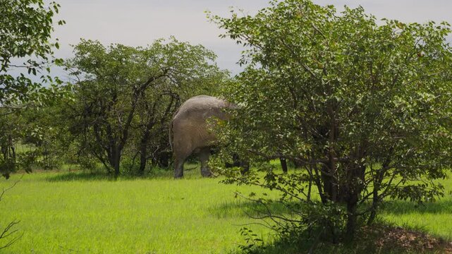 Lone African bush elephant grazing on lush green grass in its natural savanna habitat, majestically wandering through trees of pristine national park in southern Africa