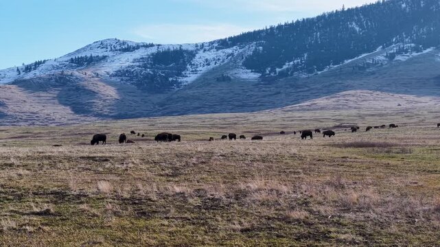 Aerial view of a herd of bison grazing across an open grassland valley with a snow-capped mountain range in the background in Montana.