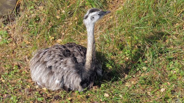 The greater rhea. Scientific species name - Rhea americana. Common Rhea