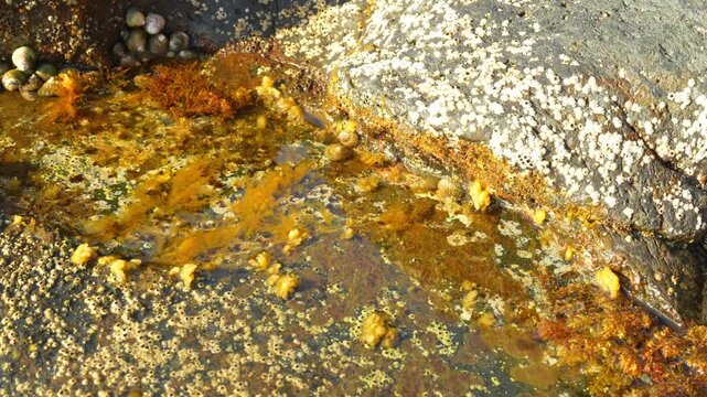Close up of marine life in tidal pool with barnacles and sea snails on rocks
