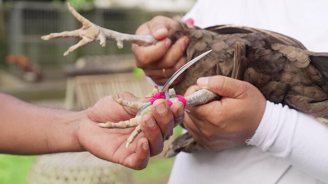 knife tied onto chicken or rooster leg for cock fight, cockfighting in Bali, Indonesia, southeast asia