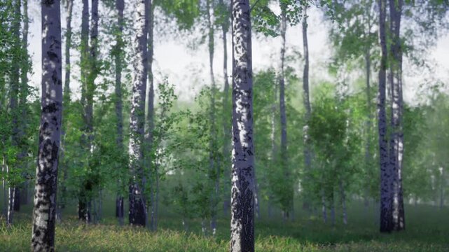 Minimalist birch trunks study with vertical rhythm, soft haze and sparse undergrowth emphasizing form and pattern clean composition for architectural, design