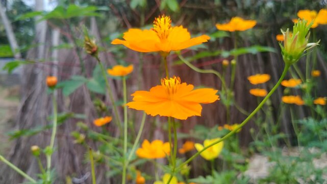 Orange Cosmos Flower in Bloom with Soft Green Bokeh Background