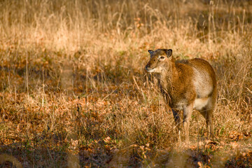 Fototapeta premium European mouflon ewe standing in dry grass meadow in natural habitat