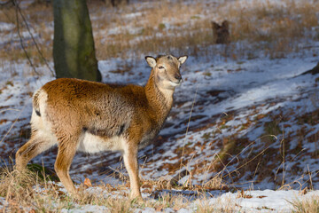 Obraz premium European mouflon ewe standing on snowy forest floor
