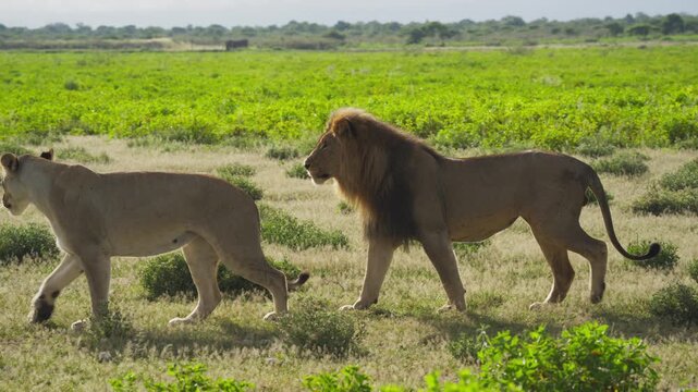 Majestic male lion with large mane walking with lioness across lush green grasslands of African savanna in national park during mating courtship
