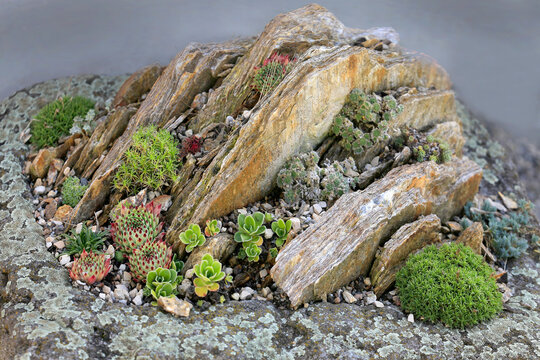 Hauswurzen (Sempervivum) auf Felsplatte 