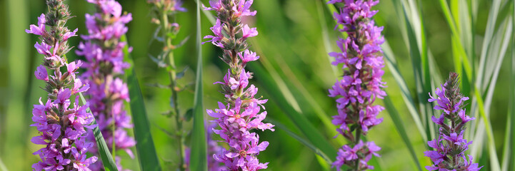 Obraz premium Gewöhnliche Blutweiderich (Lythrum salicaria) mit Blüten, Panorama 