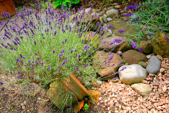 Lavendel (Lavandula) bl&uuml;hende Pflanze im Steingarten 