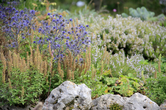 Edeldistel im Blumenbeet im Garten 