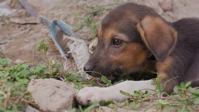 Black brown puppy chewing small bone near grass, alert eyes focused on object, sand specks on muzzle, closeup portrait capturing curious nibble and tentative movement, outdoor rescue vibe