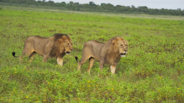 Two powerful male lions with majestic manes walking through lush green grasslands of Conservation Area, showcasing wild nature