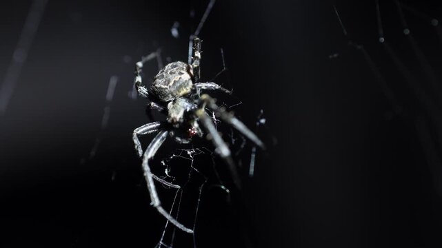 Extreme macro shot of a dark spider consuming its prey on a cobweb. Detailed insect behavior captured against a moody, dark blurred background.
