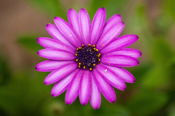 Fototapeta premium Gros plan sur des une marguerite africaine