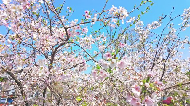 Beautiful scenery of cherry blossoms blooming in spring
