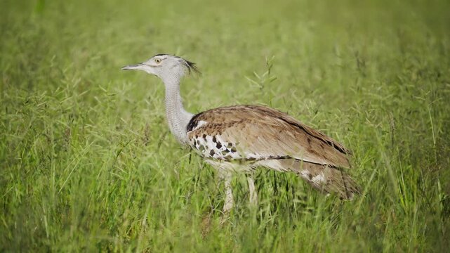 Kori bustard, heaviest flying bird, walking in tall green grass of African savannah, showing distinctive plumage and long neck in natural habitat