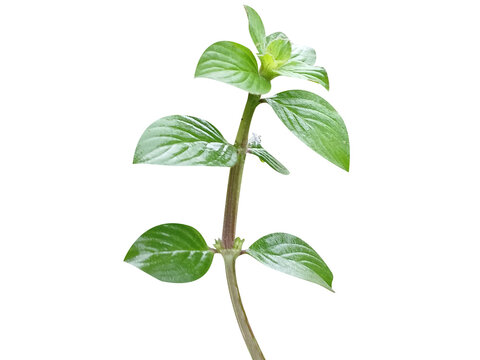 Spermacoce hispida or Borreria hispida plant with flowers isolated on a white background