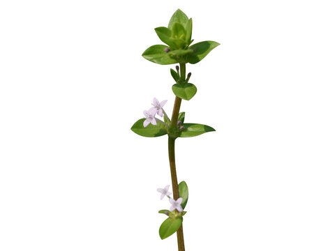 Spermacoce hispida or Borreria hispida plant with flowers isolated on a white background