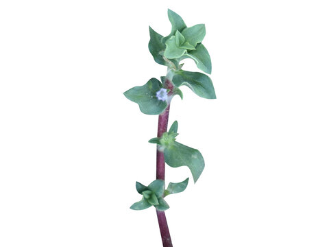 Spermacoce hispida or Borreria hispida plant with flowers isolated on a white background