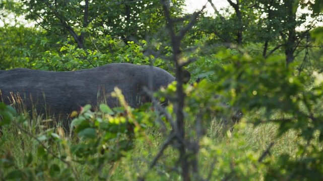 Lone southern black rhinoceros grazing in lush african savanna while walking through dense green vegetation of national park with sun shining behind it