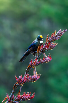 Tui bird perching on red native flax flowers.
