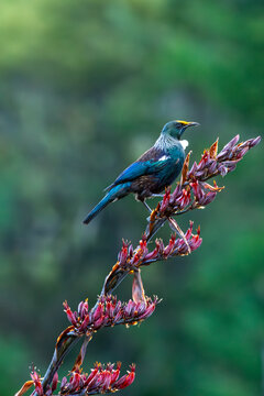 Tui bird perching on red native flax flowers.