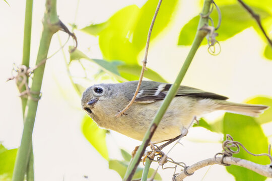 A ruby-crowned kinglet (Corthylio calendula), a tiny bird, in southwest Florida
