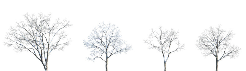 Fototapeta premium Set of winter Acer saccharum (the sugar maple) frontal set street trees isolated png in sunny daylight on a transparent background perfectly cutout