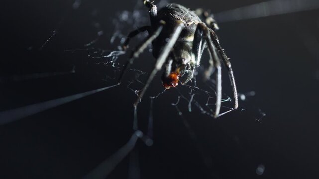 Extreme macro shot of a dark spider consuming its prey on a cobweb. Detailed insect behavior captured against a moody, dark blurred background.
