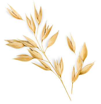 ears of oats on a white isolated background