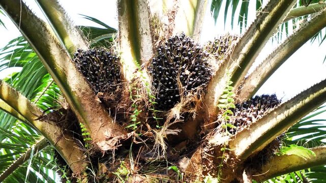 Close-up of fresh oil palm fruit bunches growing on a palm tree in a tropical plantation, source of vegetable oil production