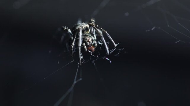Extreme macro shot of a dark spider consuming its prey on a cobweb. Detailed insect behavior captured against a moody, dark blurred background.
