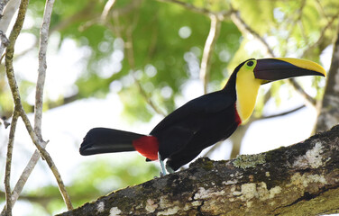 tucan © victor