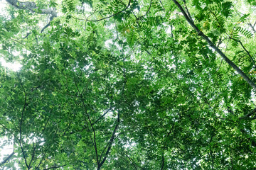 Fototapeta premium Dense crown texture with layered leaves against bright sky. Upward forest cover for organic lifestyle promotion. Verdant canopy network expressing shade balance and calm