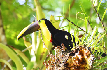 tucan © victor