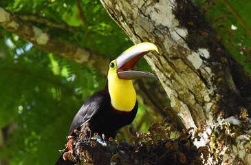 tucan © victor