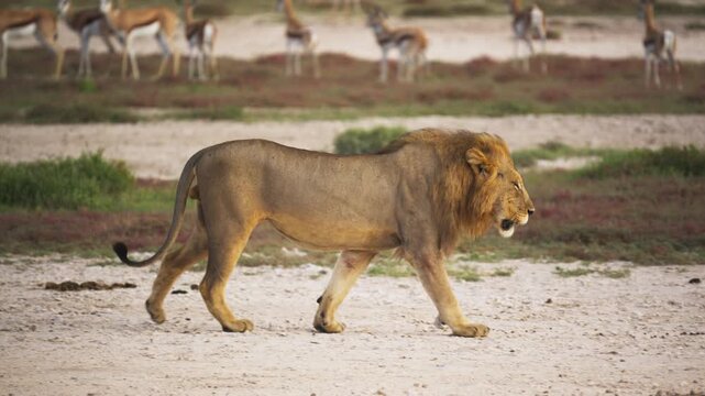 Male lion with a large mane walking through Etosha National Park savanna while herd of springbok antelopes watches from safe distance in background