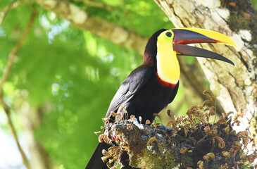 tucan © victor